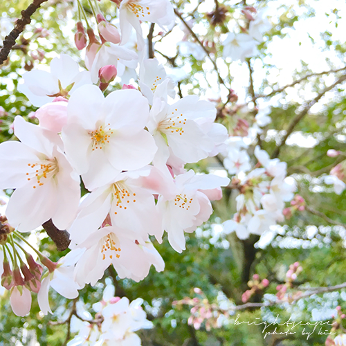 Iphoneカメラで キラキラの玉ボケを撮る方法 桜をきれいに撮影するコツ 引き寄せフォト デザイン Key キイ