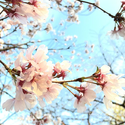 iPhoneカメラで桜を撮る