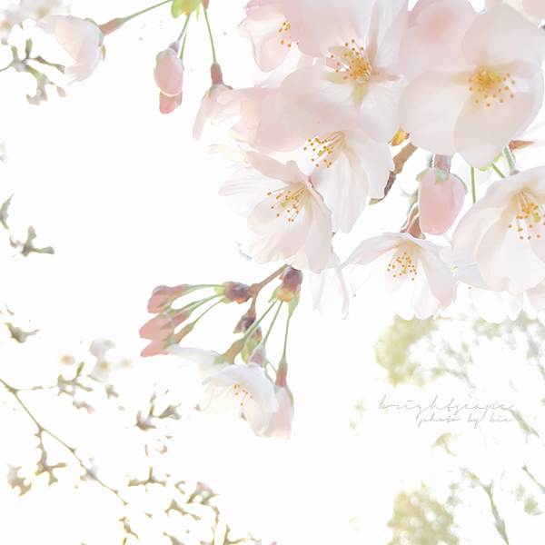 iPhone写真桜